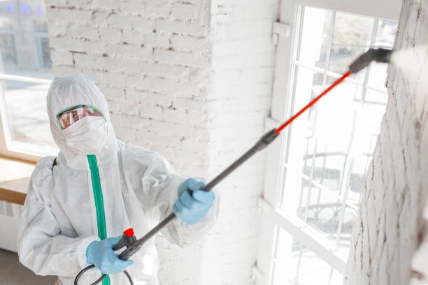 Mold Odor Removal Services in York, PA